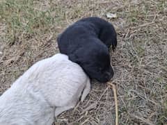 Pure labrador