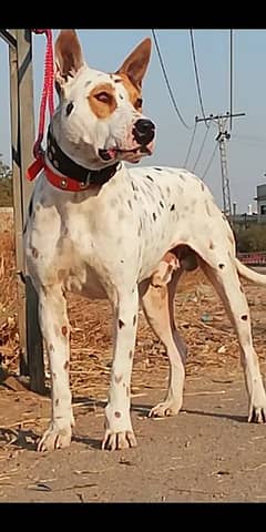 kohait gultair male age 12 month for sale available