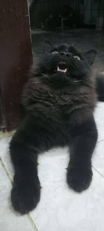 black male Persian for sale 2