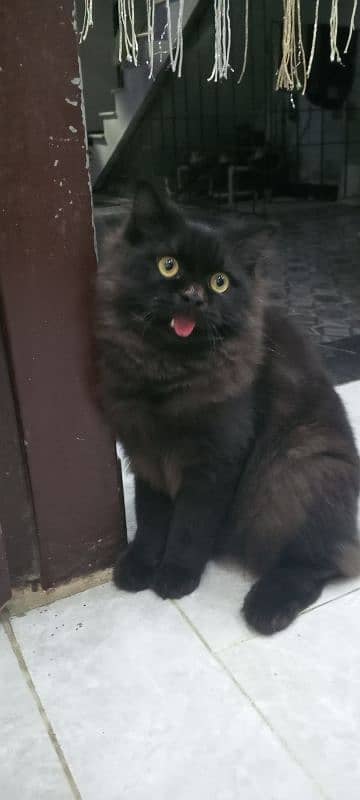 black male Persian for sale 4