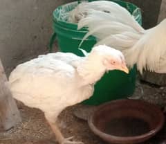 hera aseel, mianwali aseel, misri murga lutino pasnata Lovebird