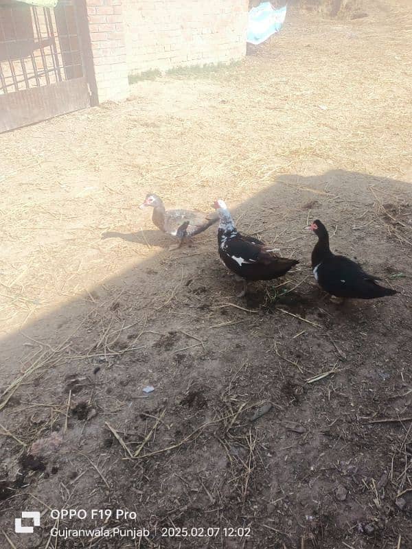 fancy ducks for sale 5