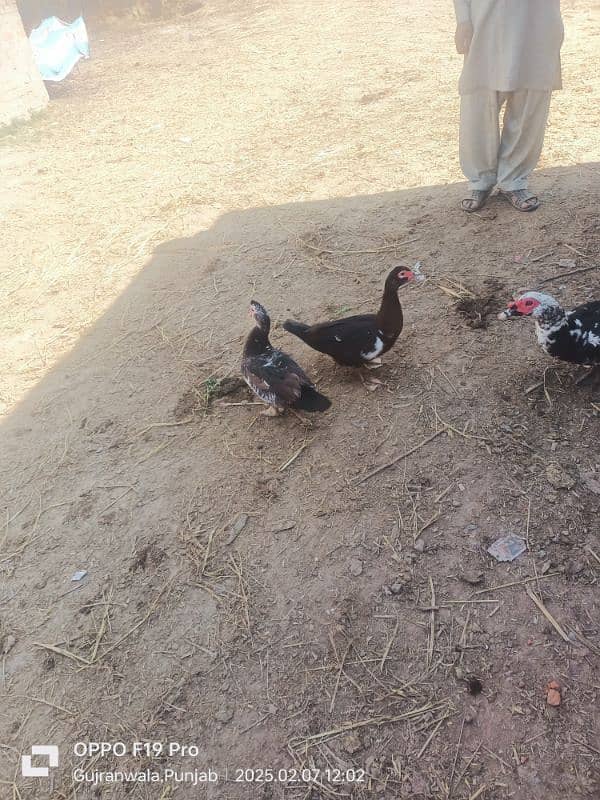 fancy ducks for sale 6