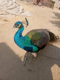 peacock