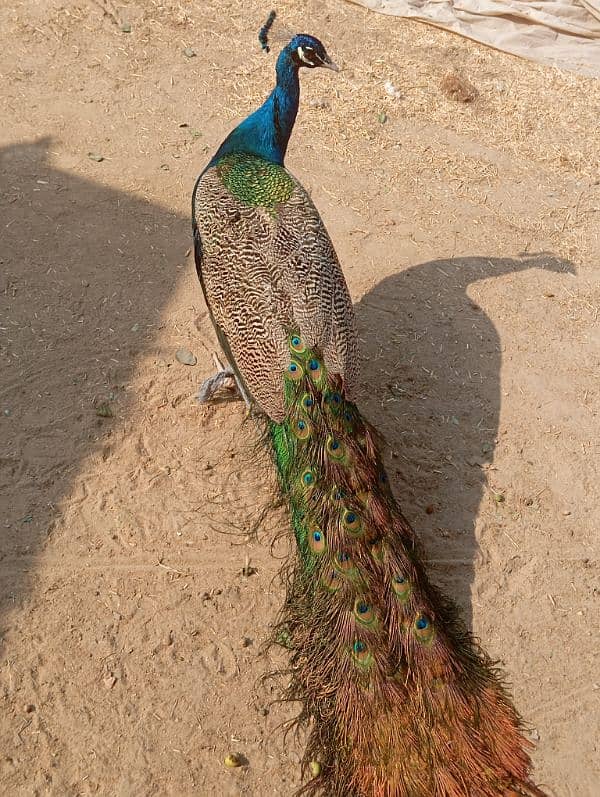 peacock 1