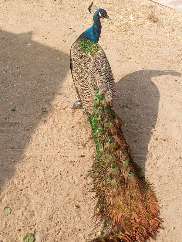 peacock 2