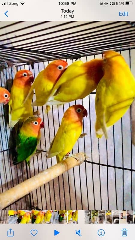 love Birds Breeder pairs 1