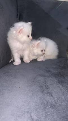 kittens for sale