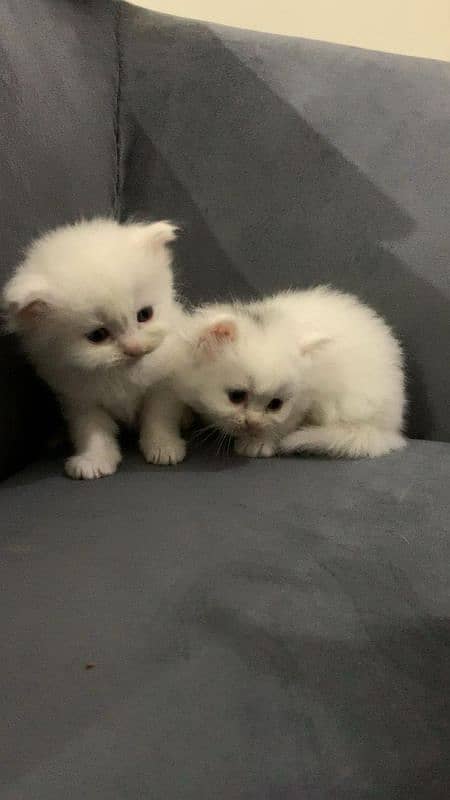 kittens for sale 1