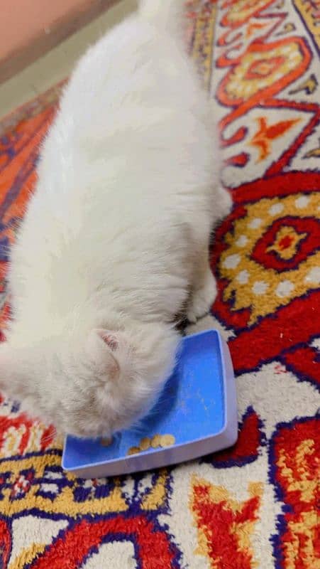 Persian male kitten 1