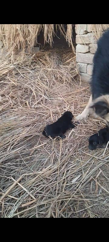 German Shepherd Puppy 2