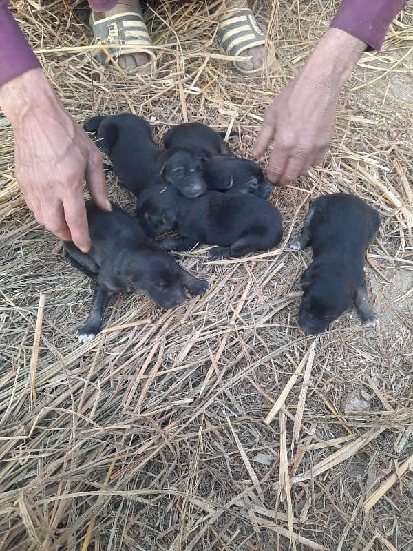 German Shepherd Puppy 3