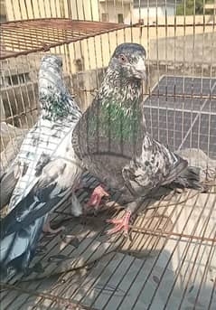 Outclass pigeons available on WhatsApp 03014151959