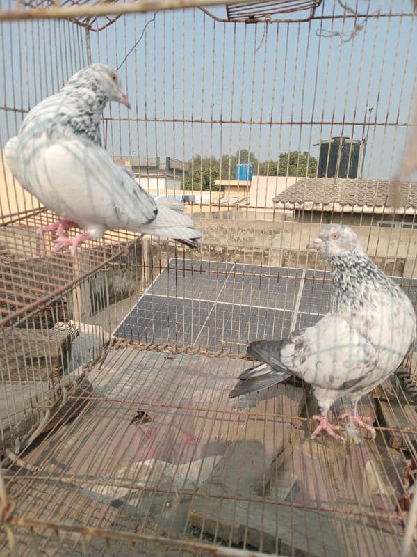 Outclass pigeons available on WhatsApp 03014151959 1