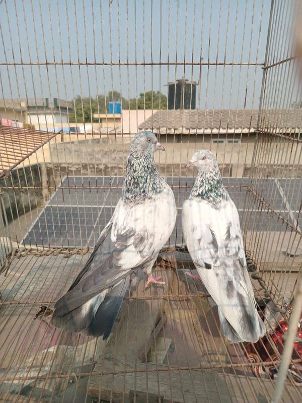 Outclass pigeons available on WhatsApp 03014151959 2