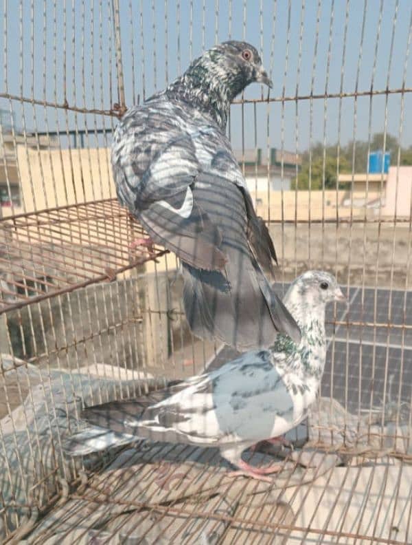 Outclass pigeons available on WhatsApp 03014151959 3