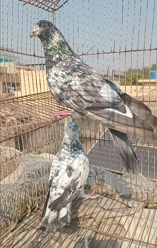 Outclass pigeons available on WhatsApp 03014151959 4