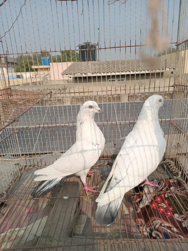 Outclass pigeons available on WhatsApp 03014151959 6