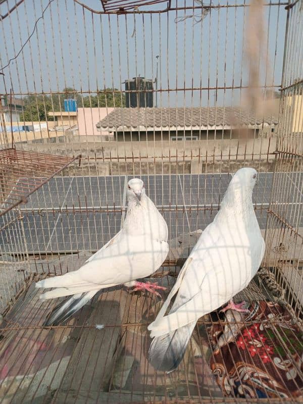 Outclass pigeons available on WhatsApp 03014151959 7