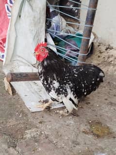 Molted Bantam fresh fertile eggs anday