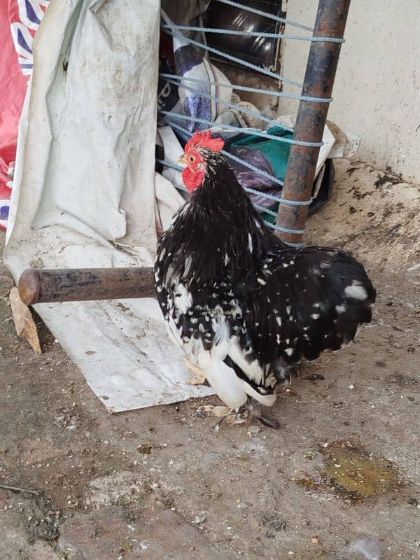 Molted Bantam fresh fertile eggs anday 1