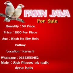 Fawn Java Chicks For Sale