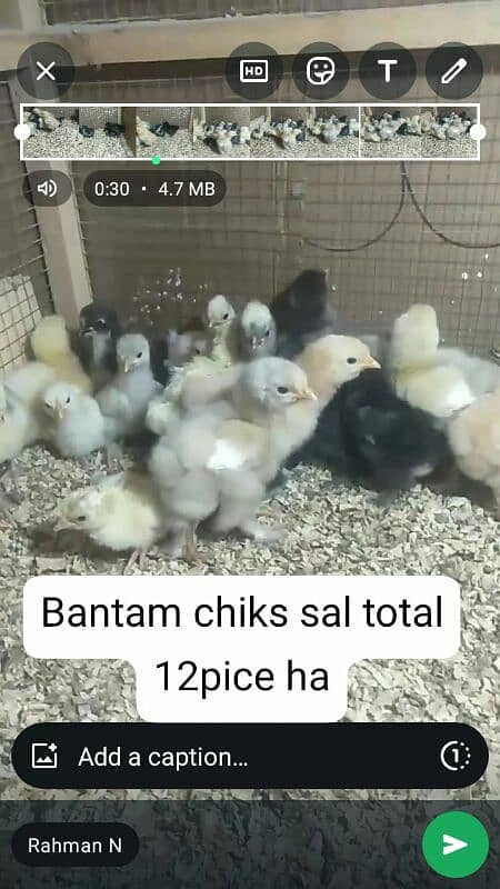 bantam chiks 3