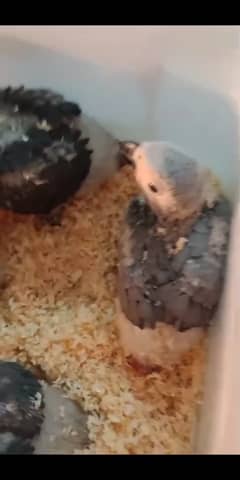 Congo African Grey Chicks