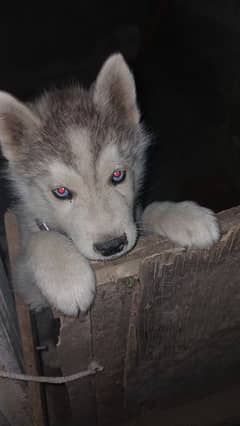 Gray Siberian husky 2 months old puppy first vaccinated