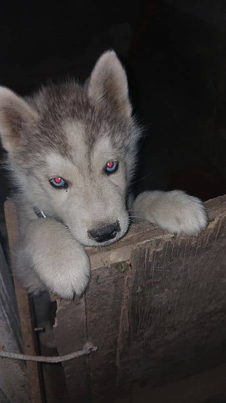 Gray Siberian husky 2 months old puppy first vaccinated 0