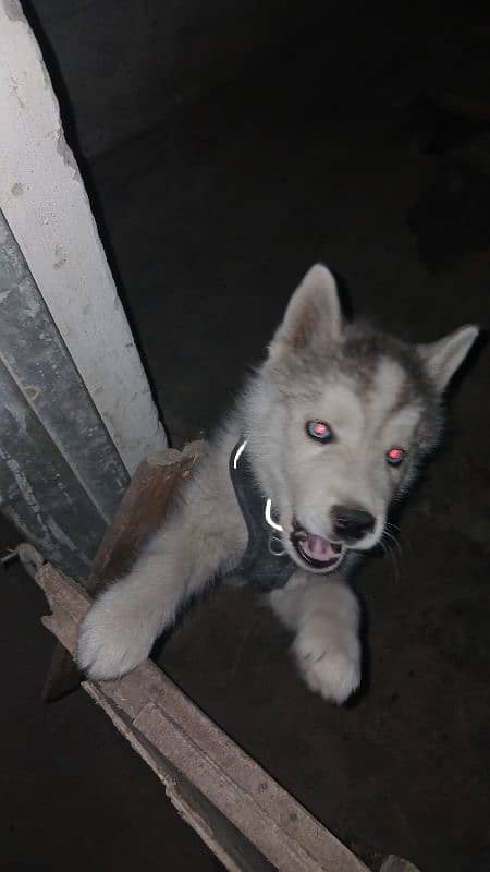 Gray Siberian husky 2 months old puppy first vaccinated 1