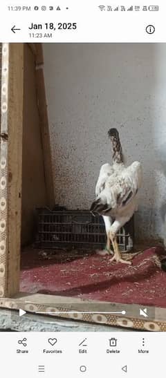 Top quality German O shamo female (Ring bird)