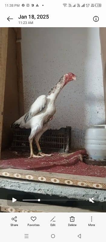 Top quality German O shamo female (Ring bird) 1