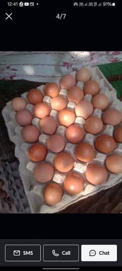 Organic lohman brown eggs