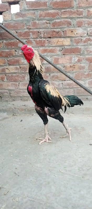 burmi crass patha for sale tappni mil jai gai 03214734635 6