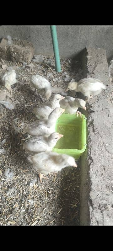 Heera Aseel Breeders & chicks|Shamo cross Black chicks|Mianwali chicks 2