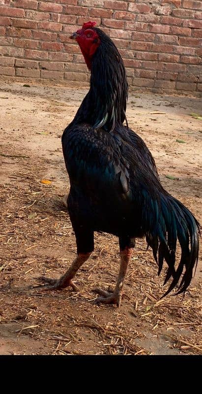 Pure jet black Thai birds black eyes fresh fertile eggs 1