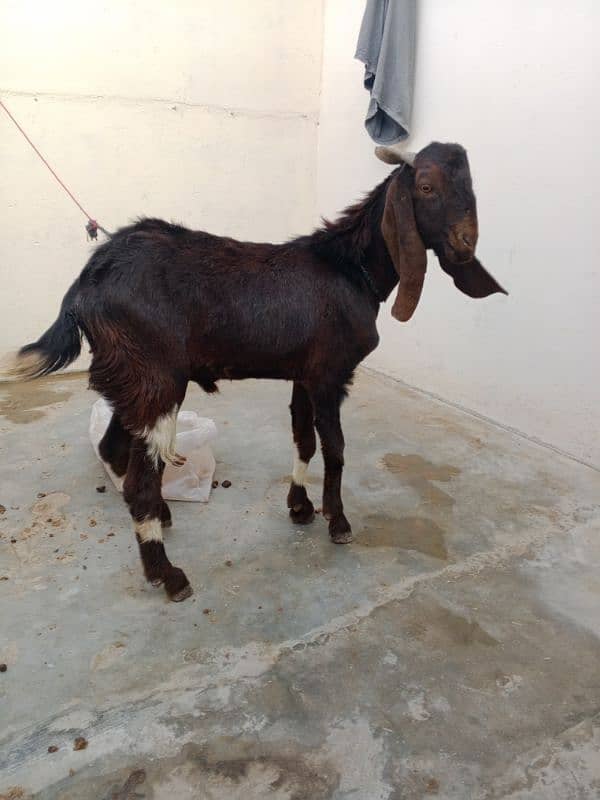 Bakra for sale haa dou dantt haa full tayyar ha 03176747245 3