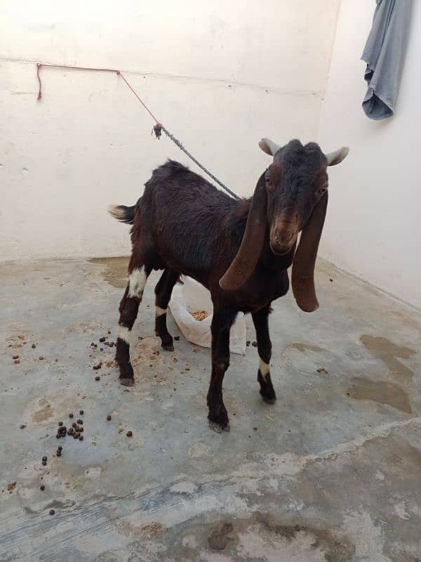 Bakra for sale haa dou dantt haa full tayyar ha 03176747245 4