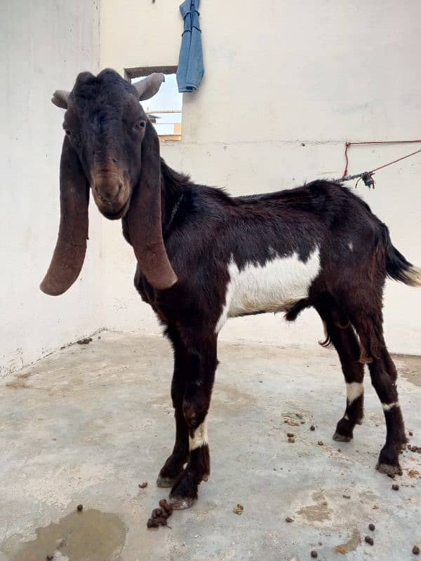 Bakra for sale haa dou dantt haa full tayyar ha 03176747245 5