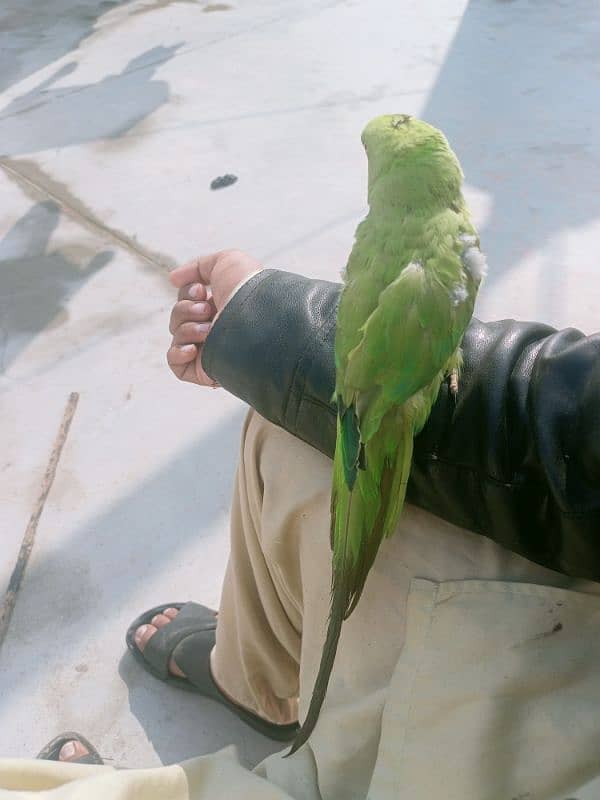 Ringneck Talking female 1