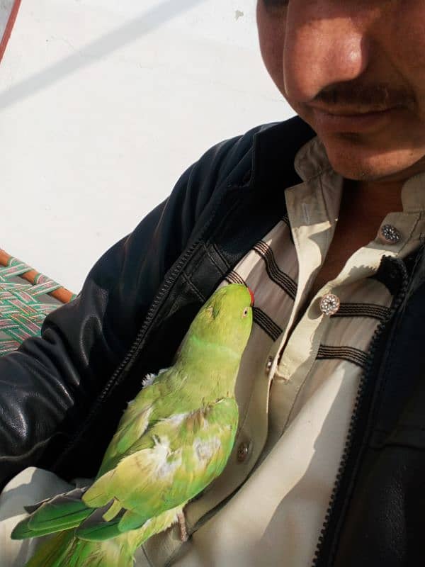 Ringneck Talking female 2