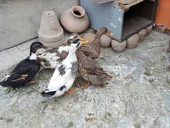 ducks for sale 4 female 1 male egg laying