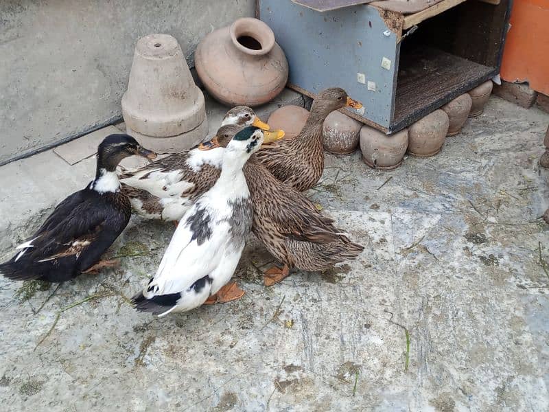 ducks for sale 4 female 1 male egg laying 0