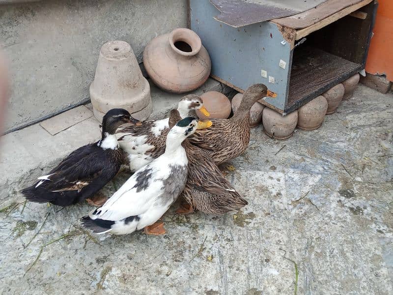 ducks for sale 4 female 1 male egg laying 1