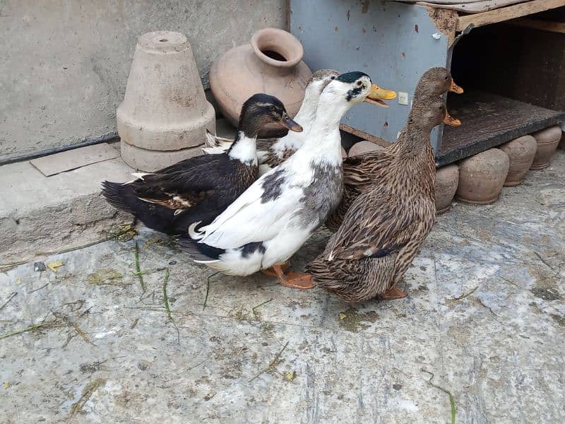 ducks for sale 4 female 1 male egg laying 2