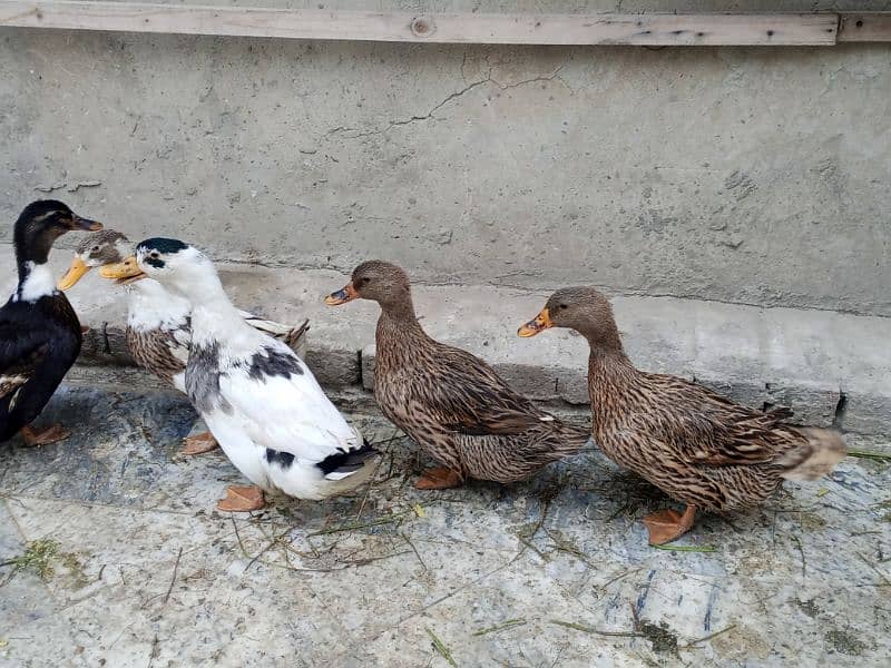 ducks for sale 4 female 1 male egg laying 3