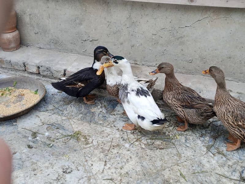 ducks for sale 4 female 1 male egg laying 4