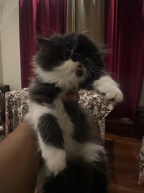 Persian piki kitten available 0