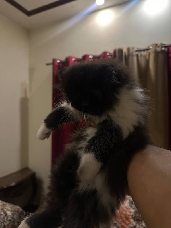 Persian piki kitten available 1